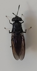 Hermetia illucens