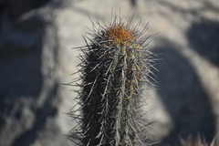 Haageocereus acranthus