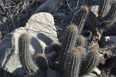 Haageocereus acranthus