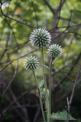 Echinops davuricus