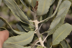 Banksia sceptrum