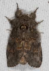 Peridea angulosa