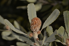 Banksia sceptrum