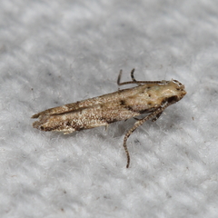 Coleotechnites australis