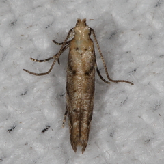 Coleotechnites australis