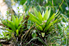 Vriesea altodaserrae