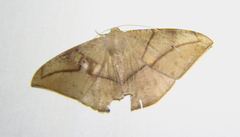 Oxydia trychiata