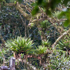 Vriesea altodaserrae