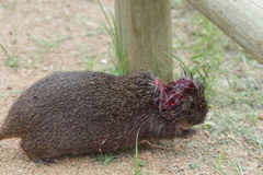 Thryonomys swinderianus