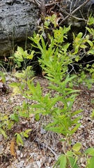 Asclepias tuberosa interior