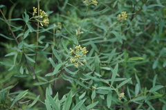 Wikstroemia chamaedaphne