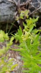 Asclepias tuberosa interior