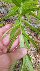 Asclepias tuberosa interior