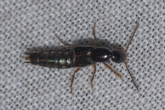 Philonthus aeneipennis
