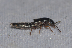 Philonthus aeneipennis