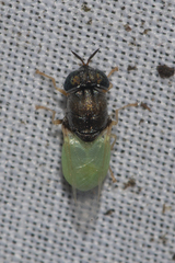 Oplodontha rubrithorax