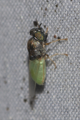Oplodontha rubrithorax