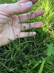 Juncus articulatus