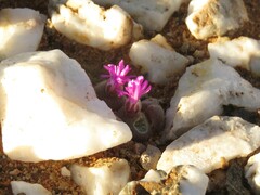 Gibbaeum pilosulum