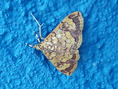 Isocentris filalis
