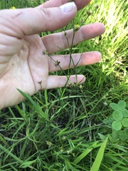 Juncus articulatus