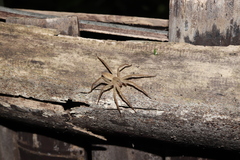 Dolomedes sulfureus