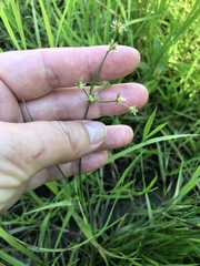 Juncus articulatus