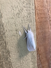 Spilosoma vestalis