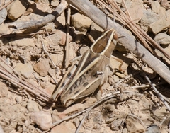 Calliptamus barbarus