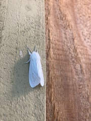 Spilosoma vestalis