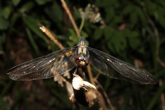 Orthetrum melania melania