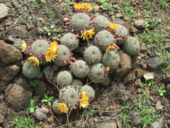 Mammillaria beneckei