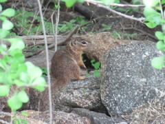 Notocitellus adocetus