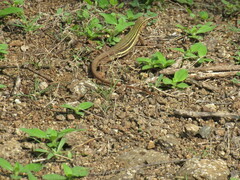 Aspidoscelis costatus
