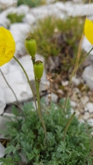 Papaver alpinum