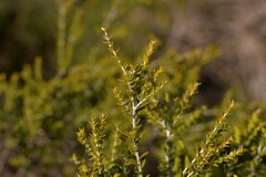 Melaleuca cardiophylla