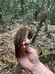 Automolus infuscatus