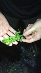 Enyalioides laticeps