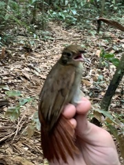 Automolus infuscatus