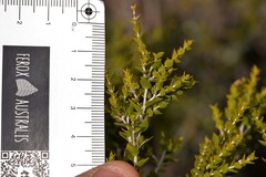 Melaleuca cardiophylla