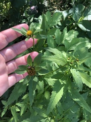 Bidens tripartita