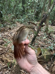 Automolus infuscatus