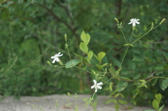 Silene tatarinowii