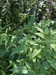 Bidens tripartita