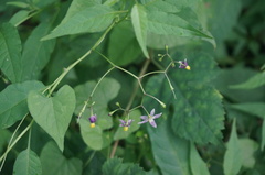 Solanum pittosporifolium