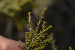 Melaleuca cardiophylla