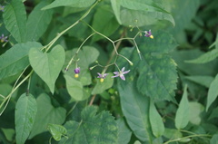 Solanum pittosporifolium