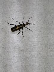 Pyrota obliquefascia