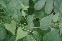 Solanum pittosporifolium