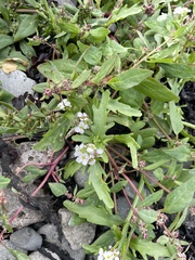 Cakile arctica